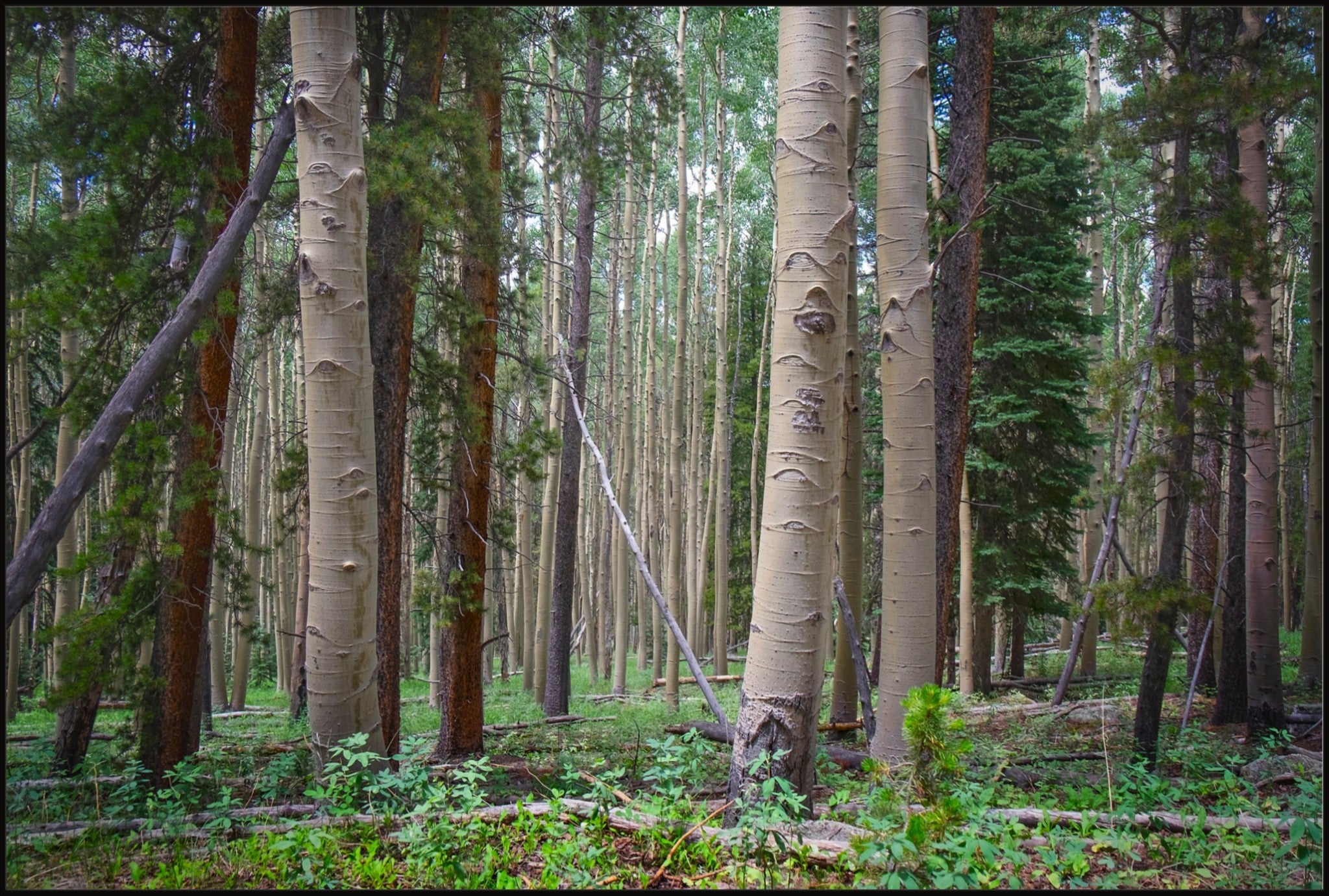 Trailside Perspective