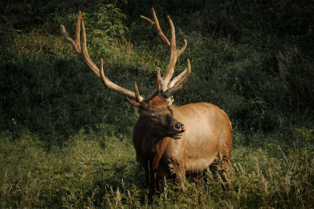 Ashland Bull Elk I