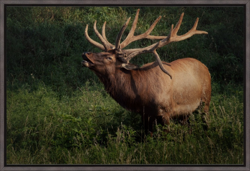 Ashland Bull Elk II