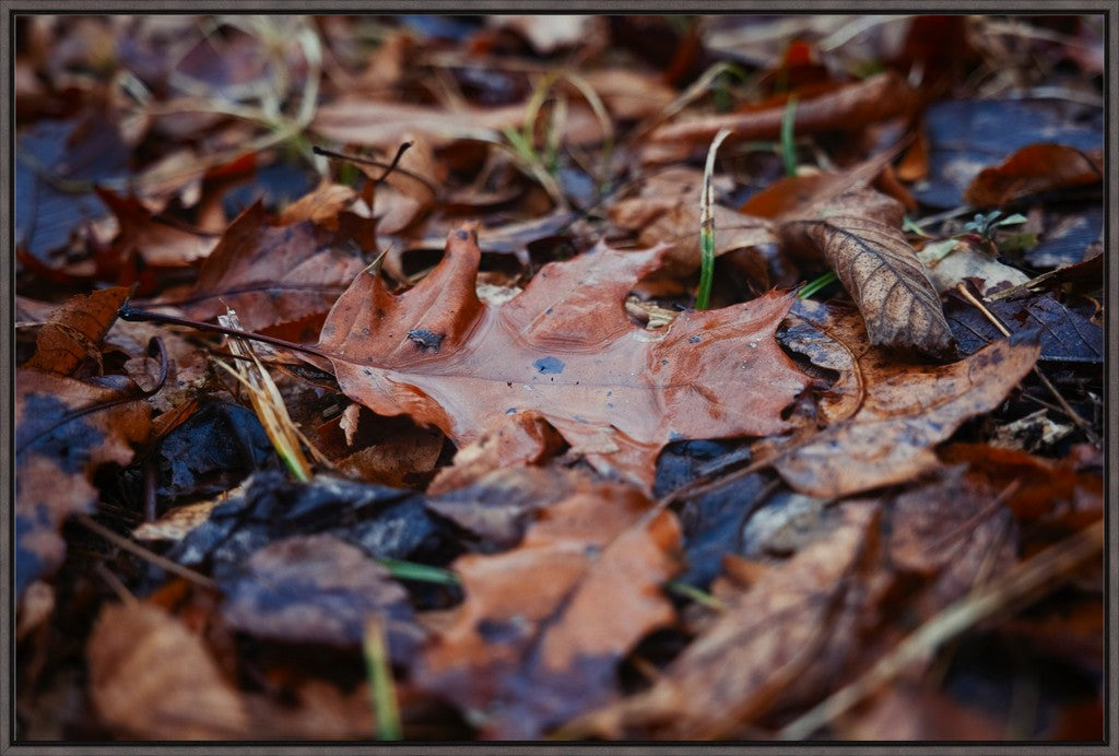 Water Pooled on Fallen Leaf