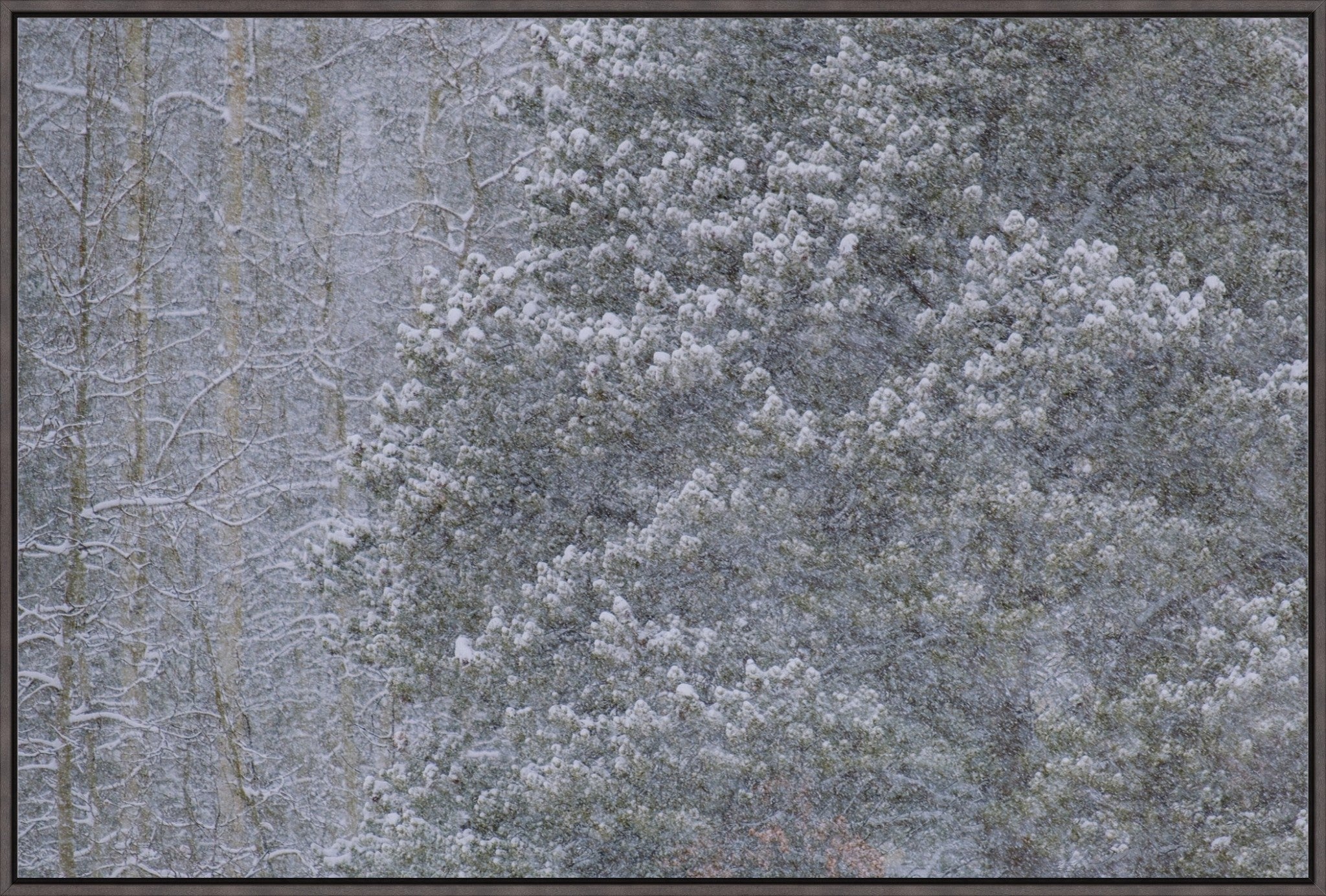 Heavy Snow & Forest Abstract III