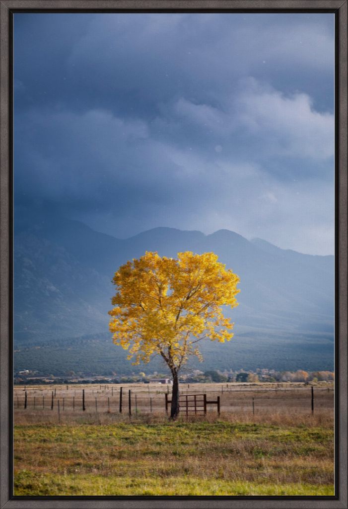 Solitary Cottonwood II