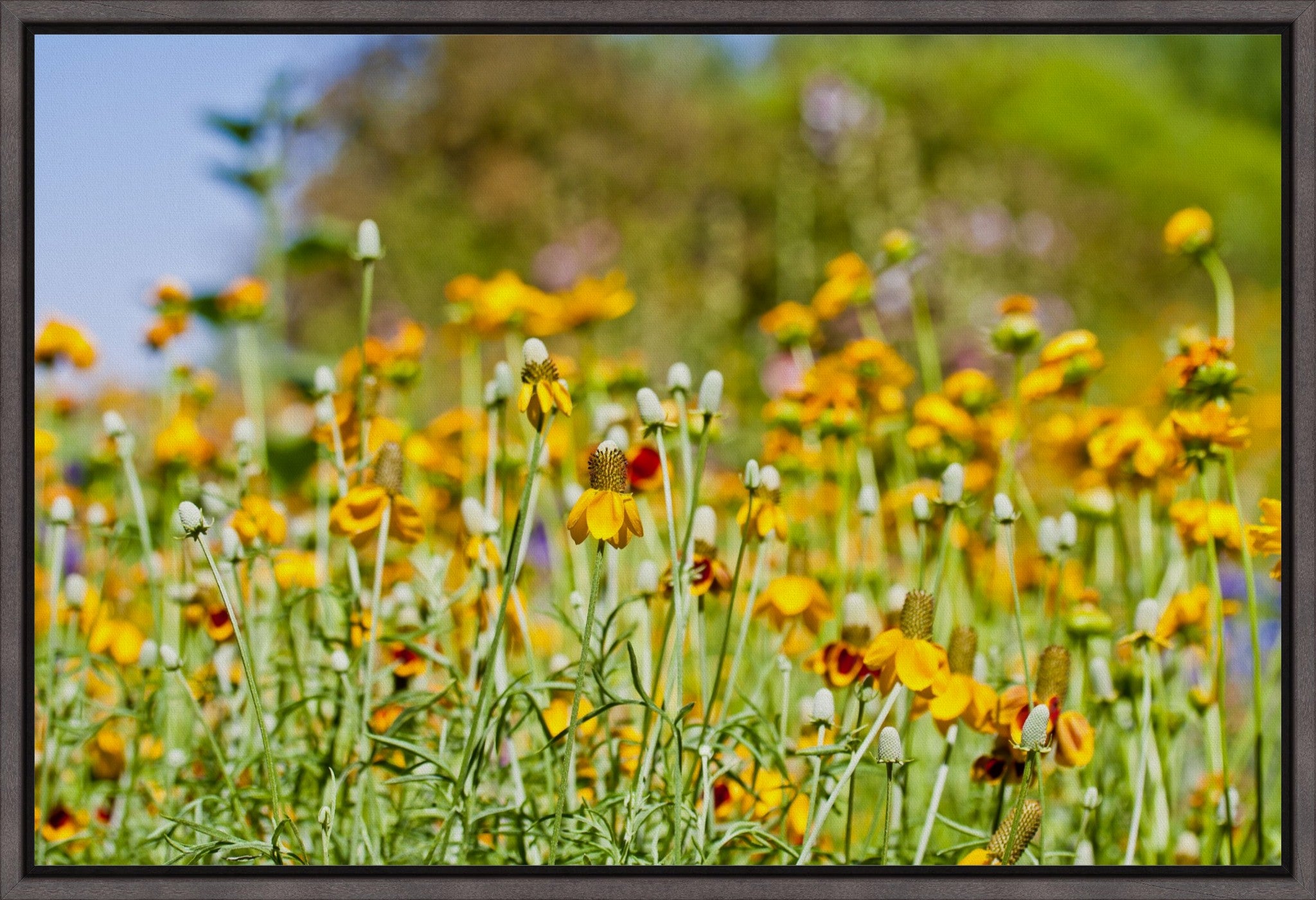 Summer Wildflowers