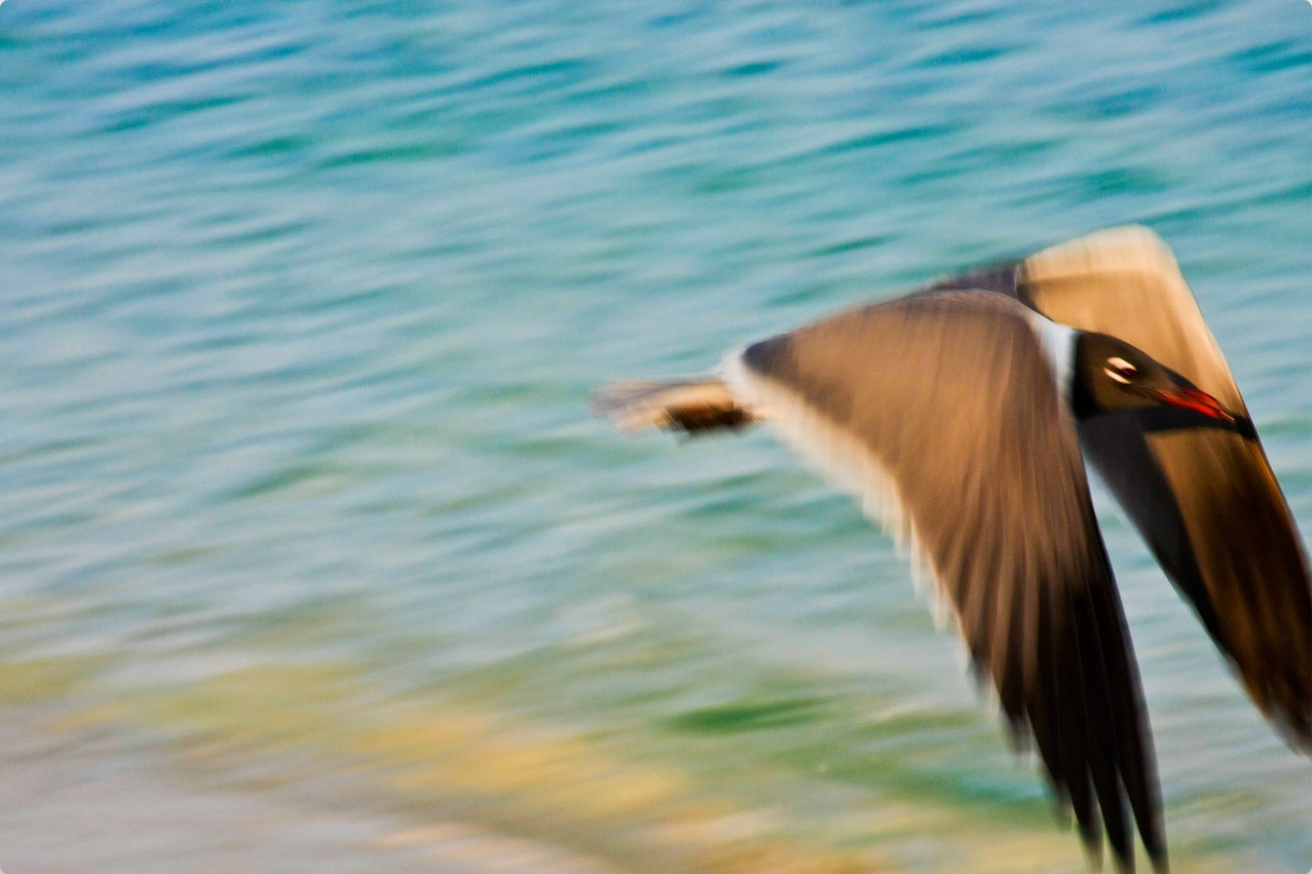 Grand Bahama Gull No. 1