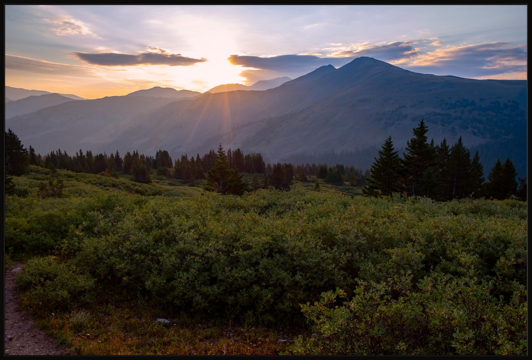 Willow Sunrise
