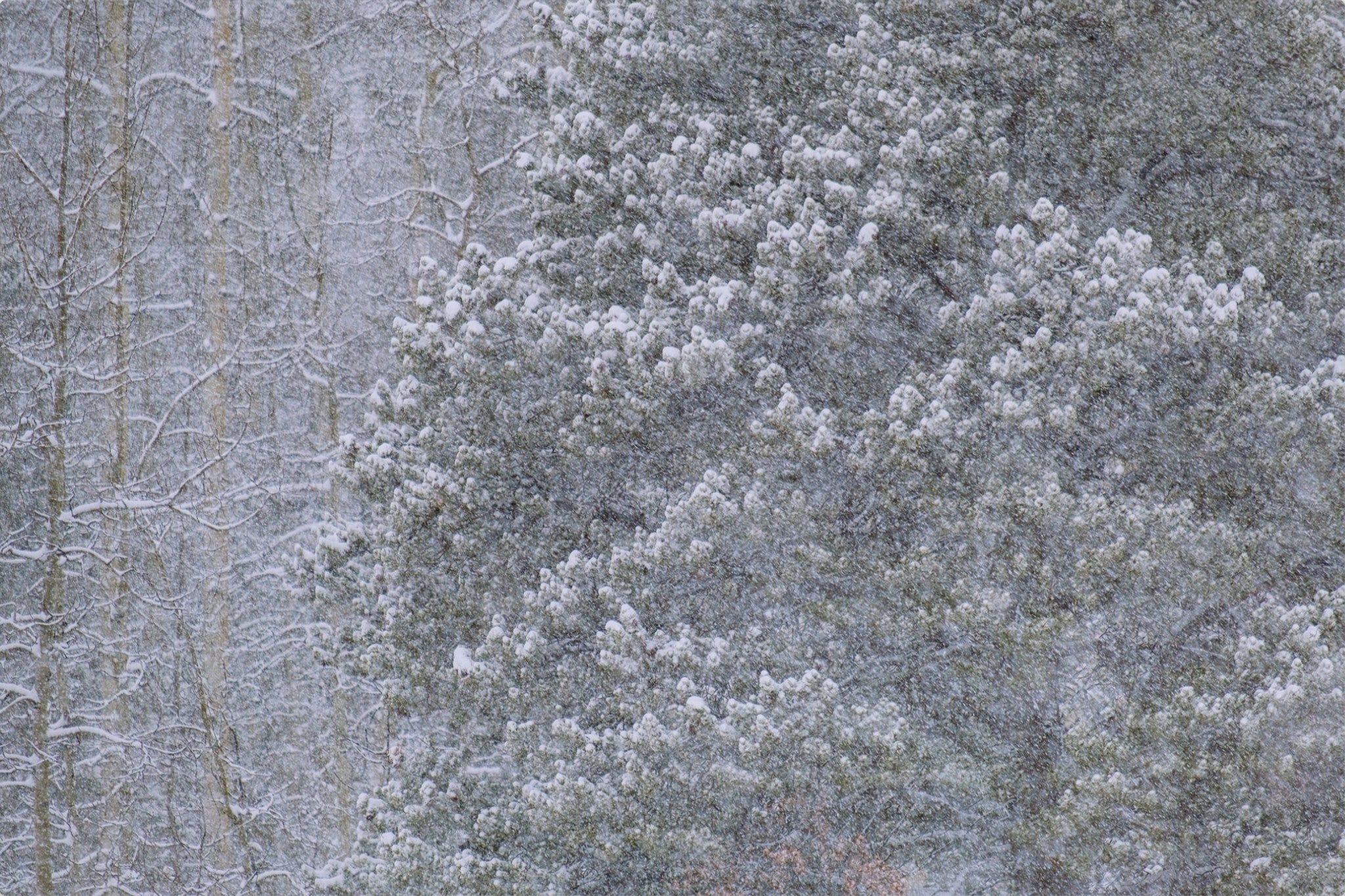 Heavy Snow & Forest Abstract III