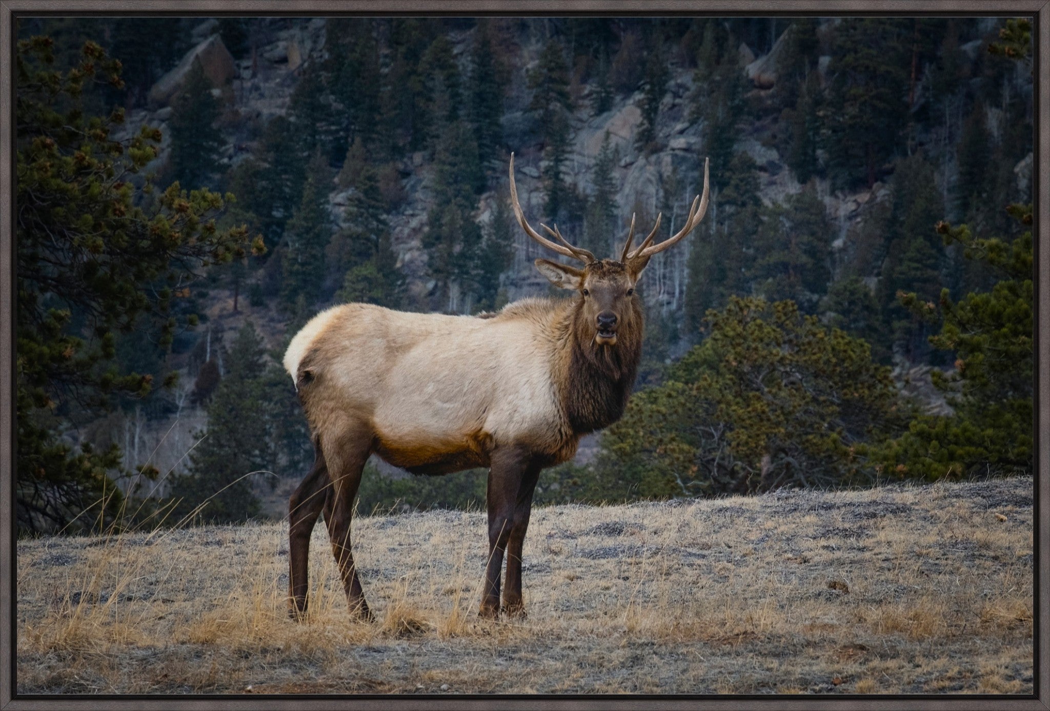 Portrait of a Bull Elk