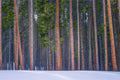 Snowy Pines Horizontal