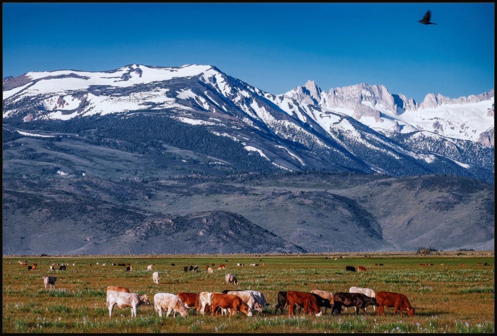 California Pasture