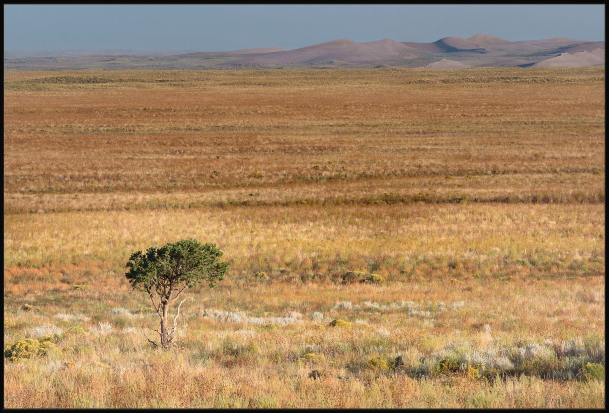 Tiny Tree and Sand Dunes