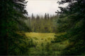 Window to a Misty Meadow