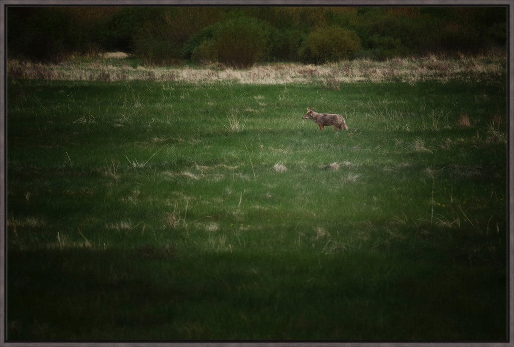 Rocky Mountain Coyote