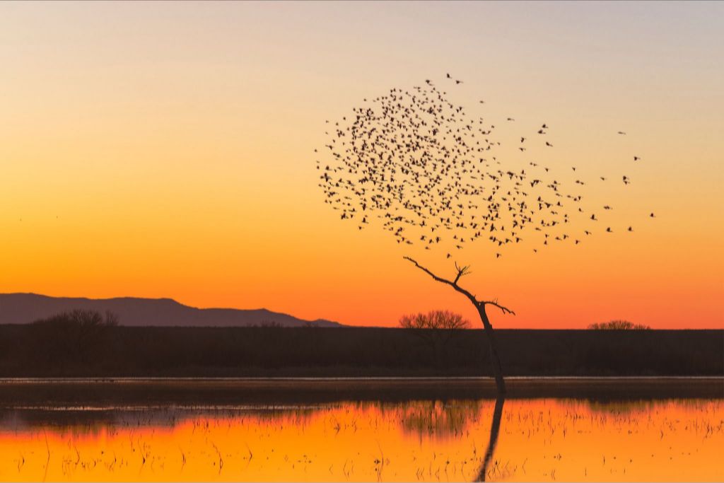 Bosque Morning Glow with Birds