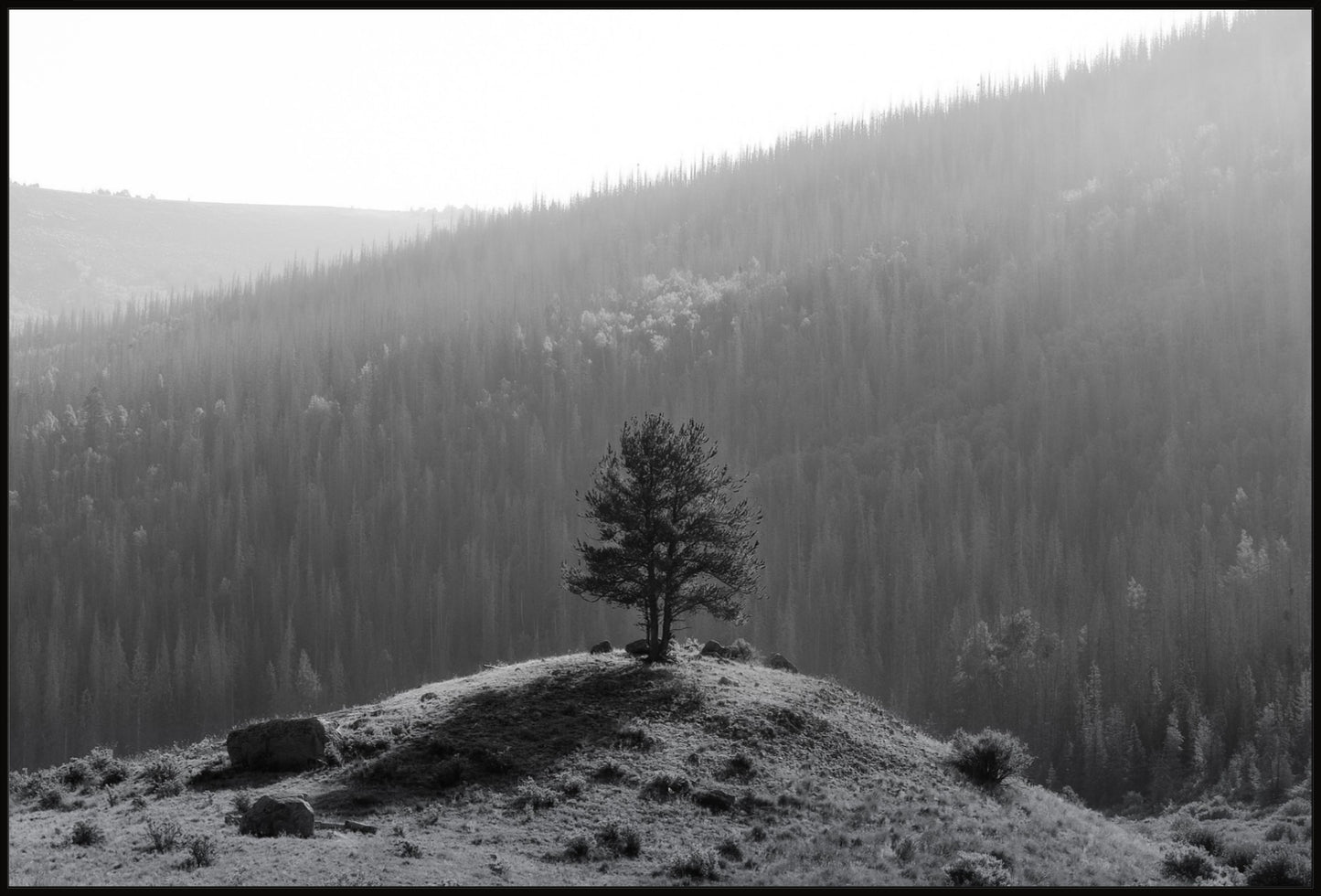 Tree on a Hill