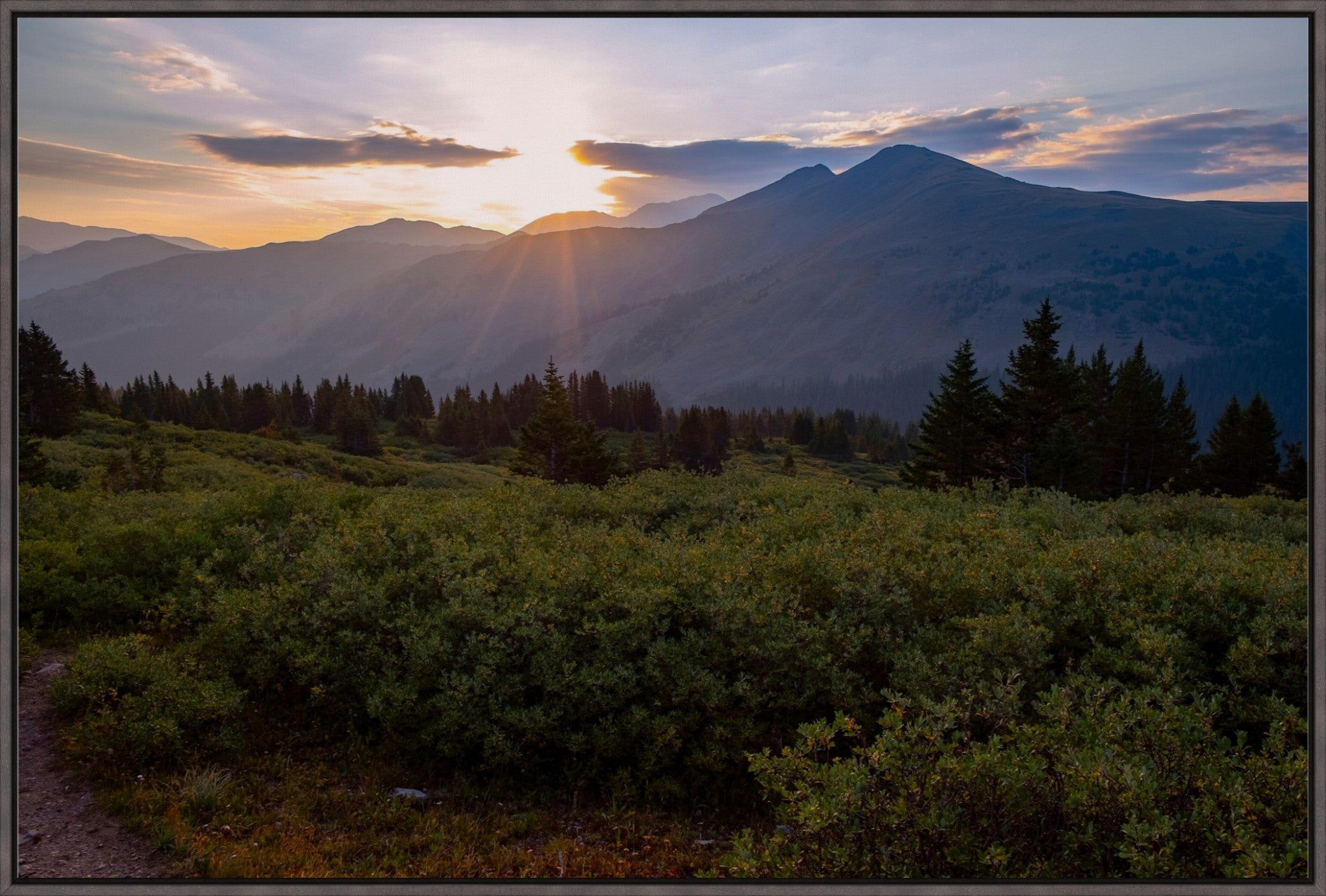 Willow Sunrise