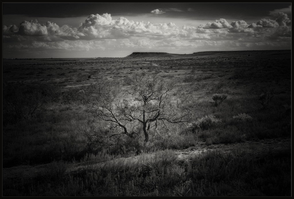 Muleshoe Monochrome