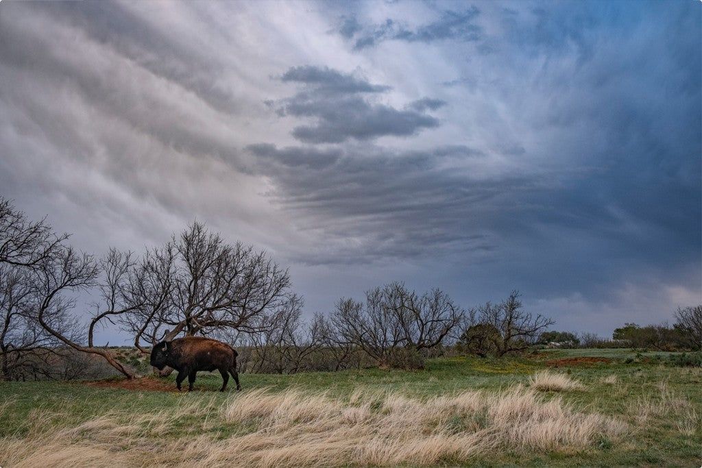 Caprock Bison III