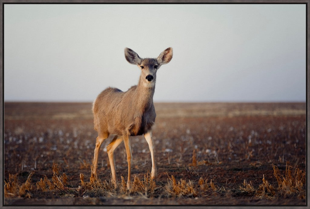 Curious Mule Deer Doe I