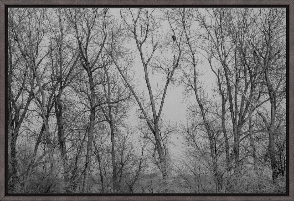 Eagle Perched in Icy Branches BW