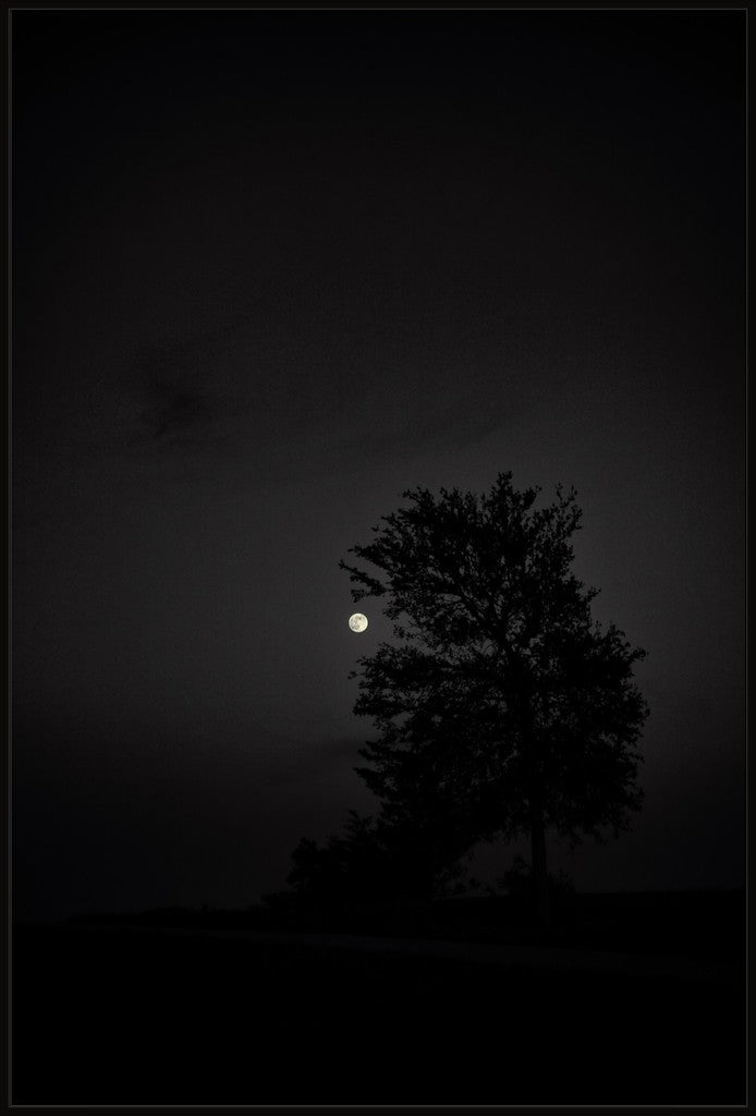 Full Moon and Tree Silhouette