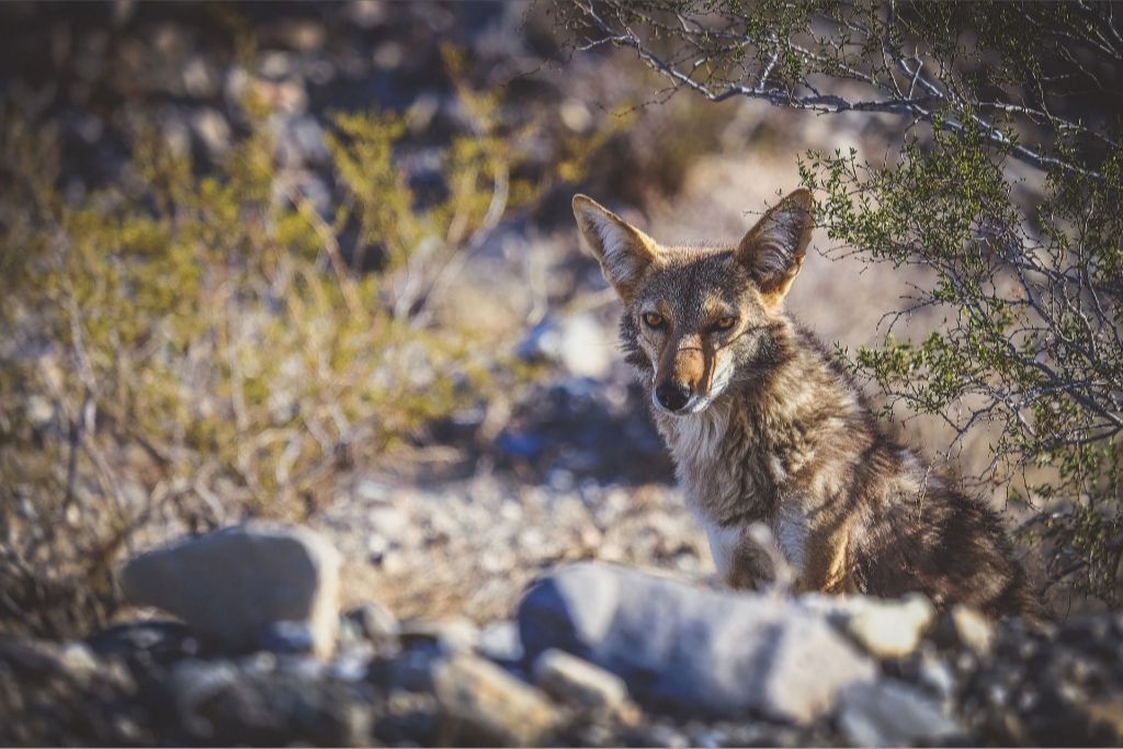 Coyote Gaze