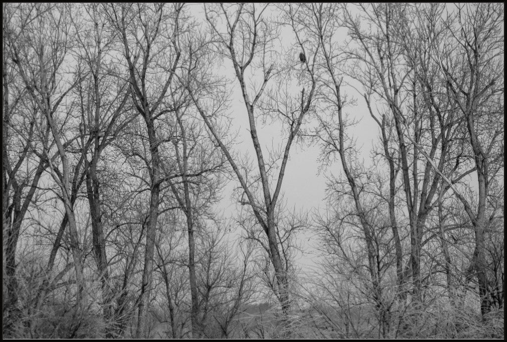 Eagle Perched in Icy Branches BW