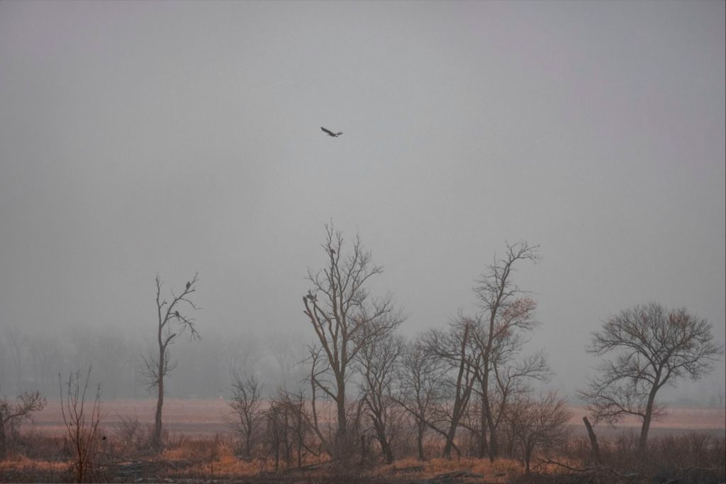 Wetlands Flight