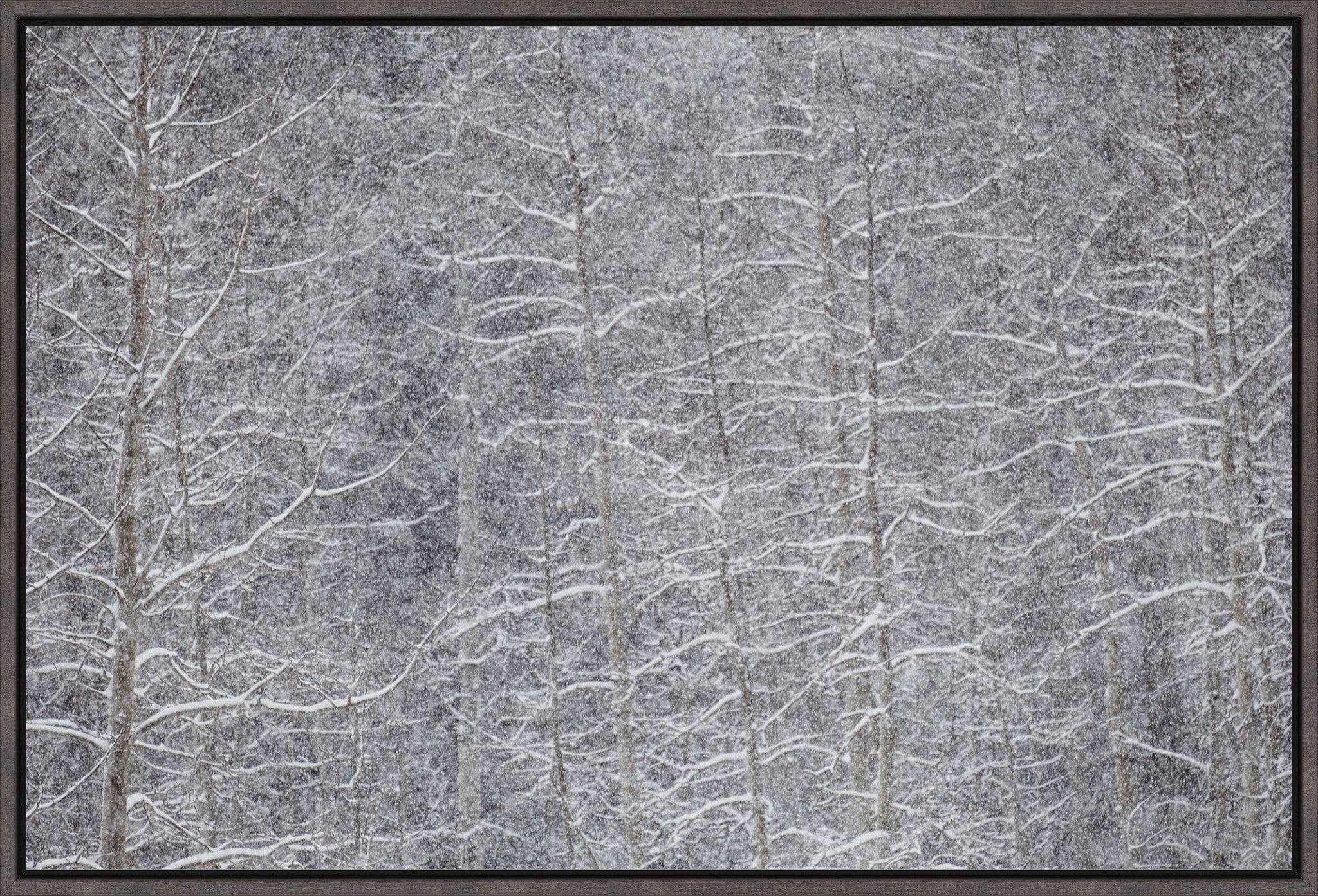 Heavy Snow & Forest Abstract IV
