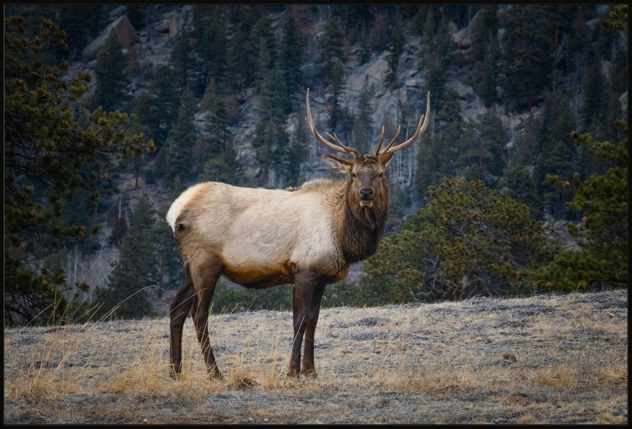 Portrait of a Bull Elk