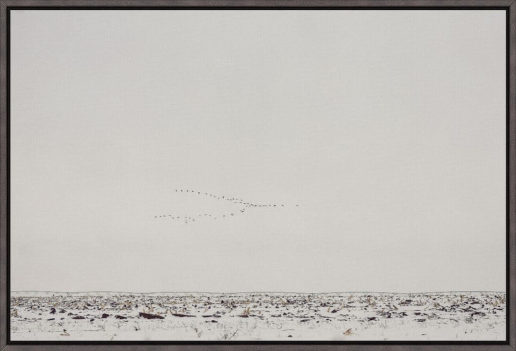 Geese Over Snowy Field