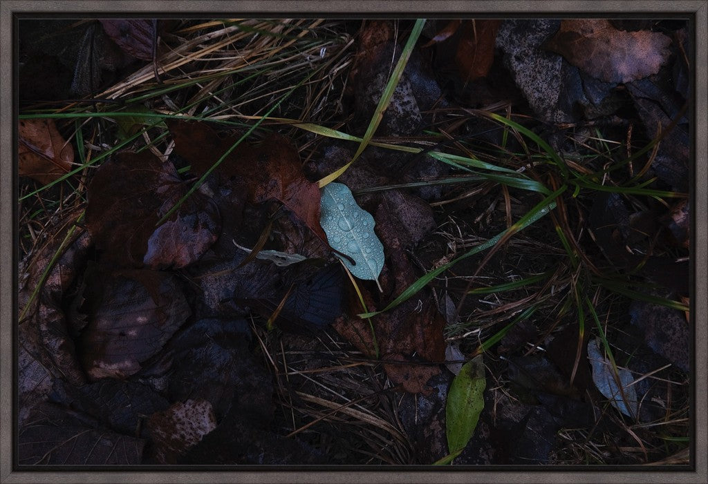 Raindrops on Fallen Leaf