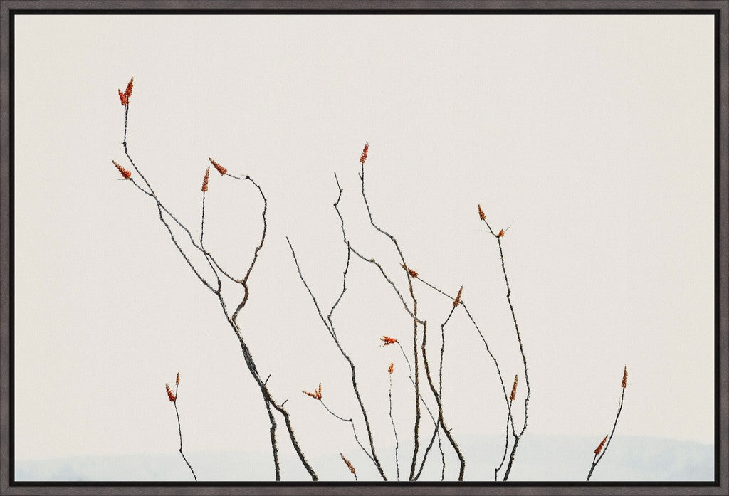 Ocotillo Against Bright Sky with Mountains