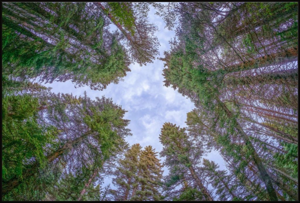 Roof of the Forest