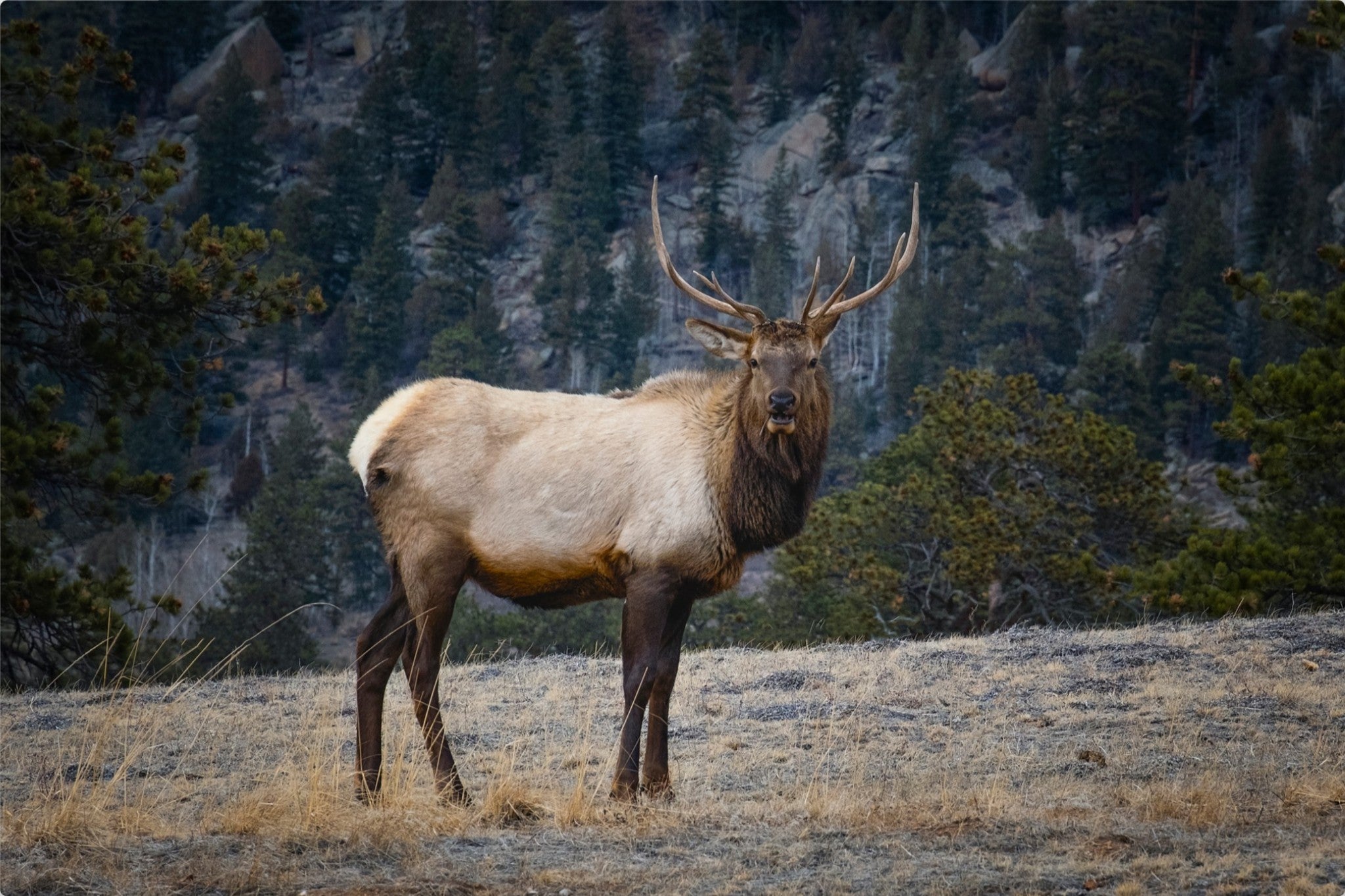 Portrait of a Bull Elk