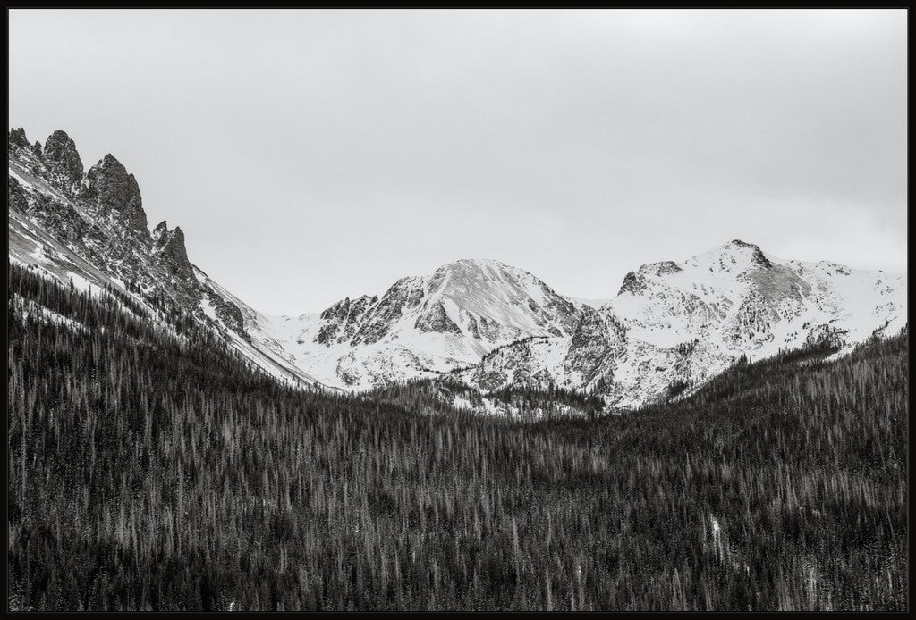 Monochrome Winter Mountains & Pines