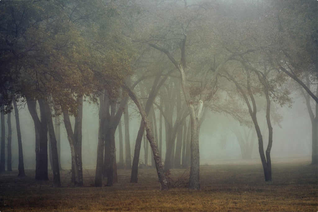 Canyon Lake Fog