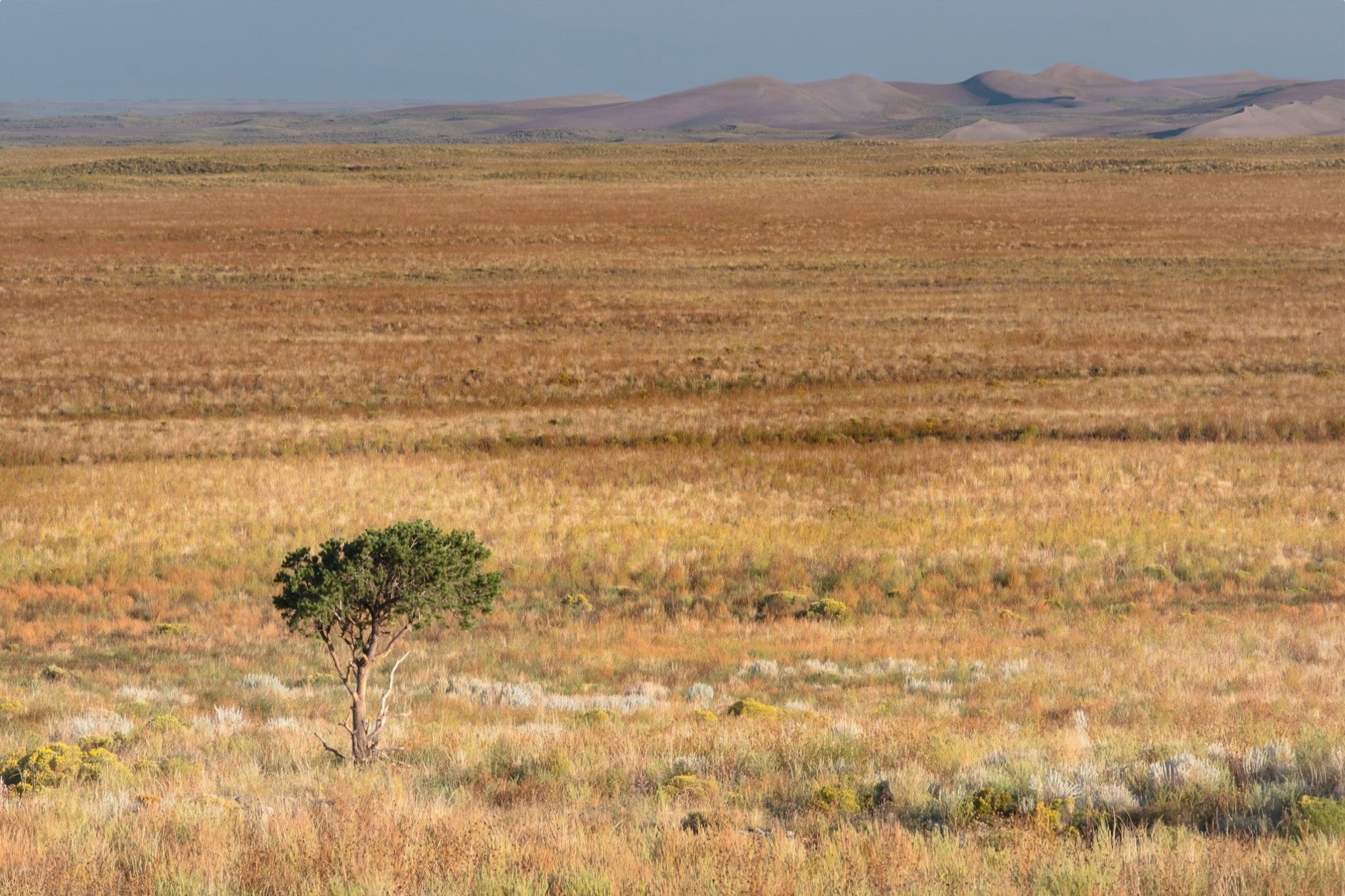 Tiny Tree and Sand Dunes