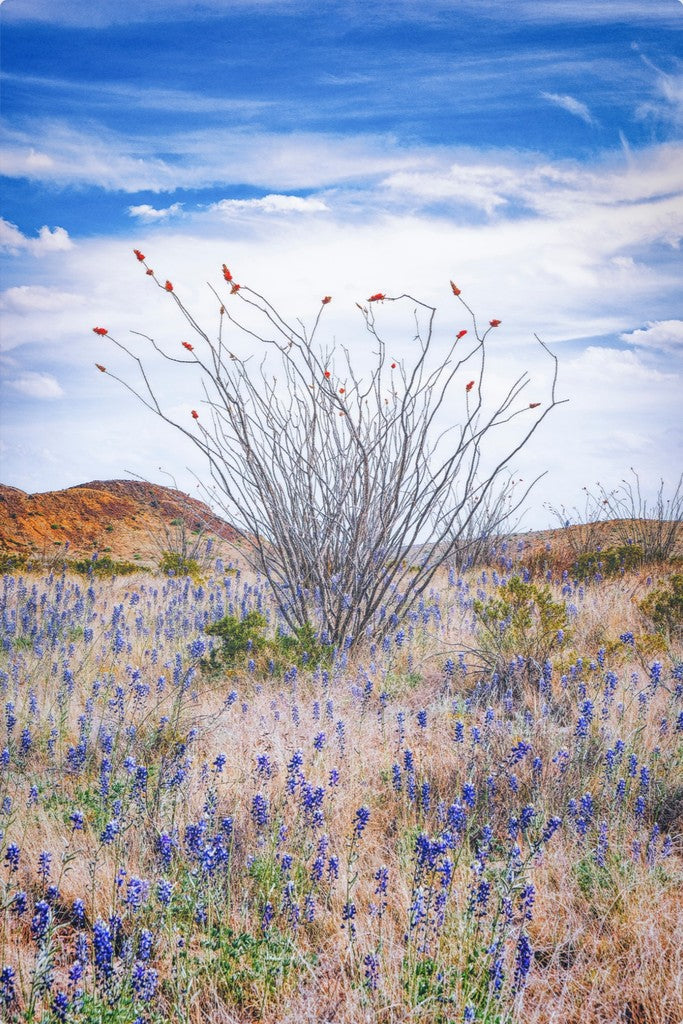 Ocotillo and Bluebonnets - Vertical