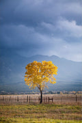 Solitary Cottonwood II