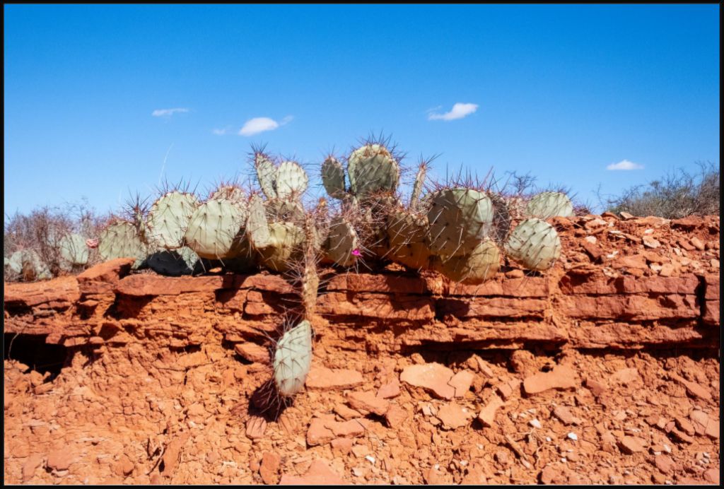 Prickly Pear on Red Rock