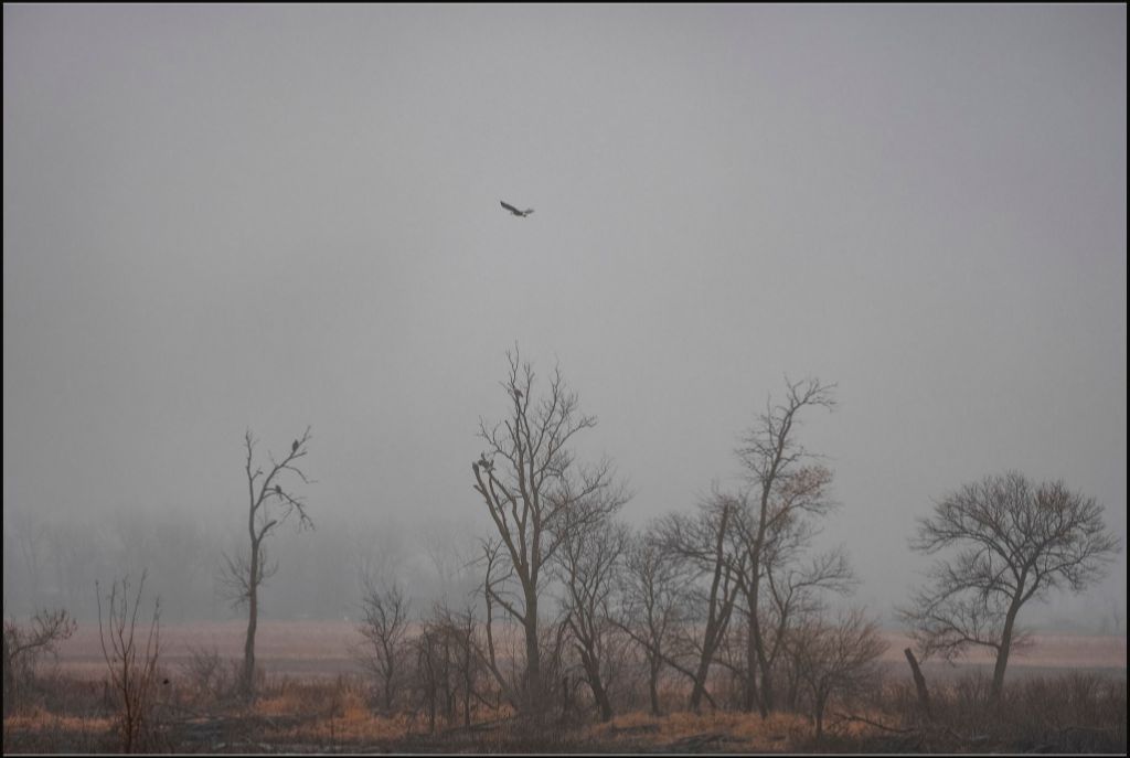 Wetlands Flight