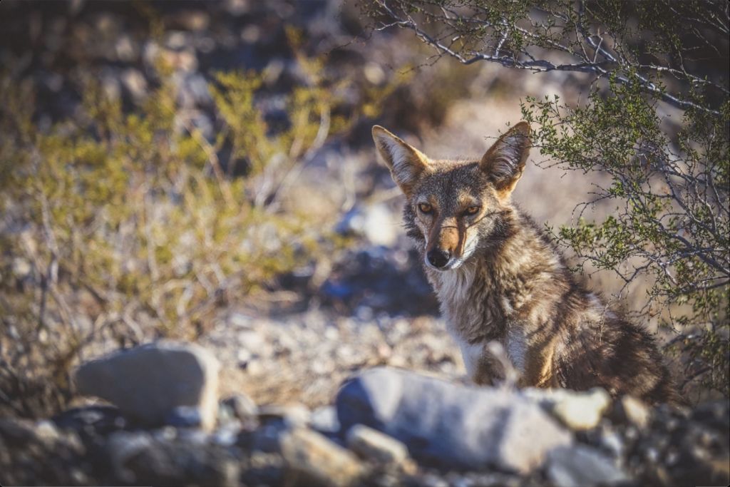 Coyote Gaze