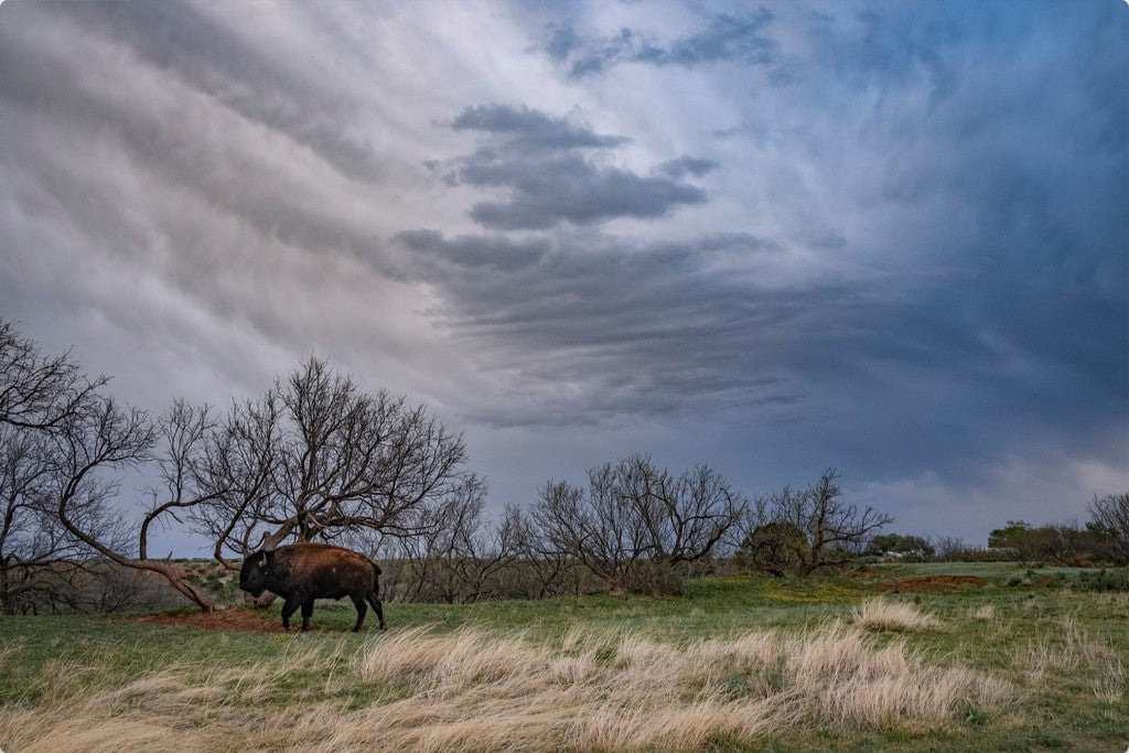 Caprock Bison III