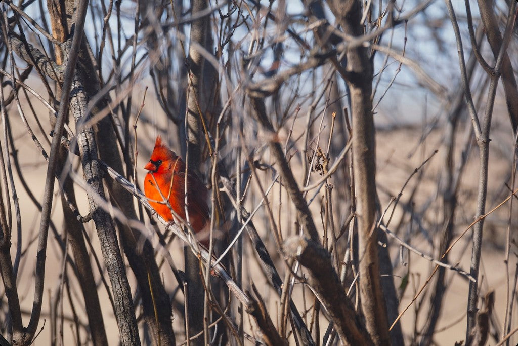 Northern Cardinal in Winter