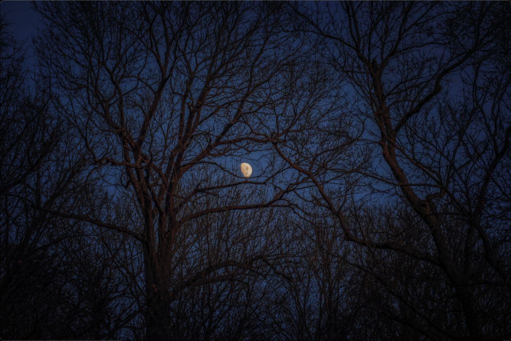 Winter Moon