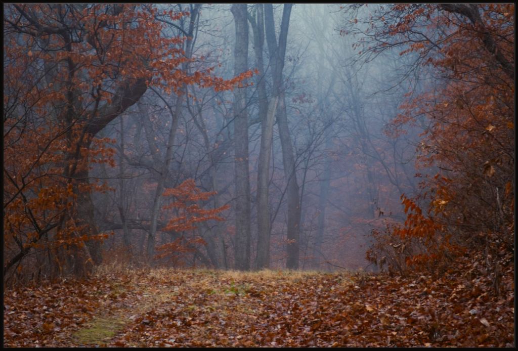 Foggy Winter Forest Path