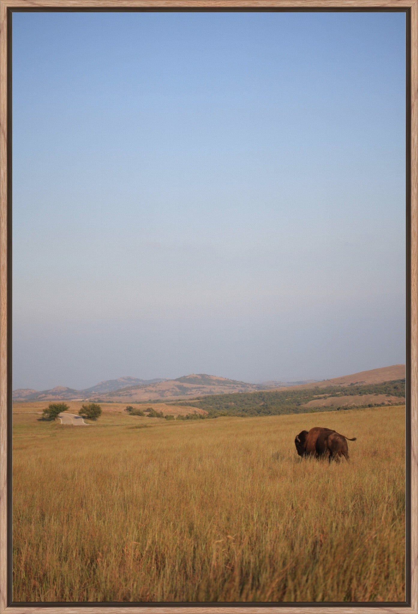 Kansas Bison