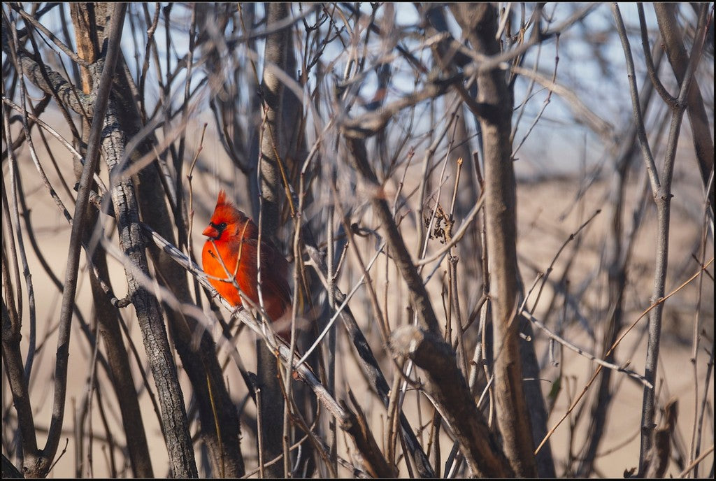 Northern Cardinal in Winter