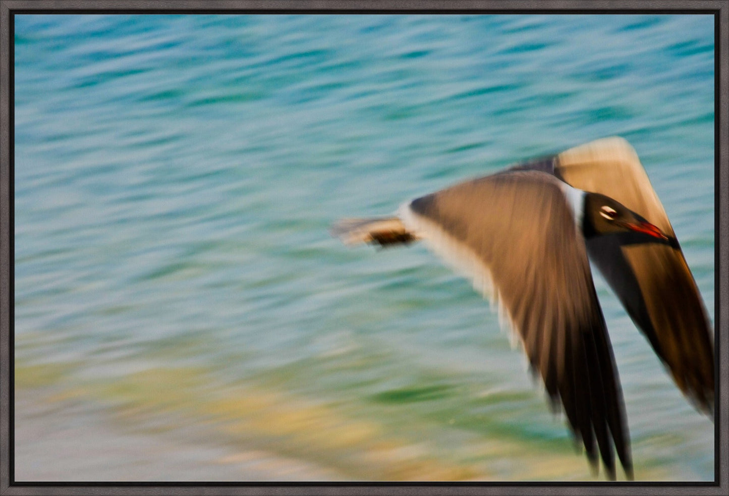 Grand Bahama Gull No. 1