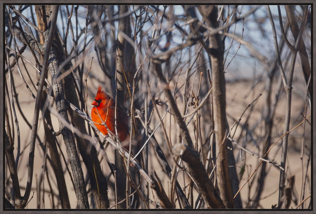 Northern Cardinal in Winter